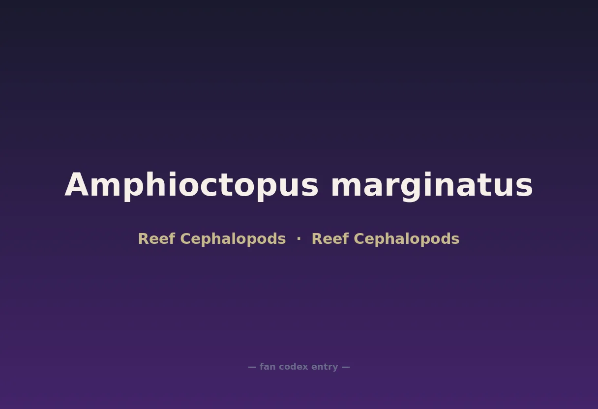 Amphioctopus marginatus