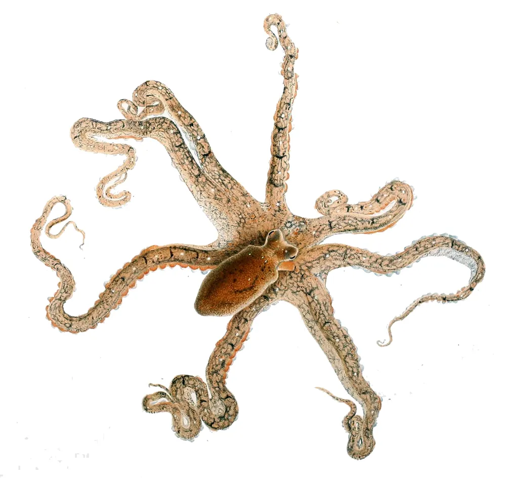 Macrotritopus defilippi