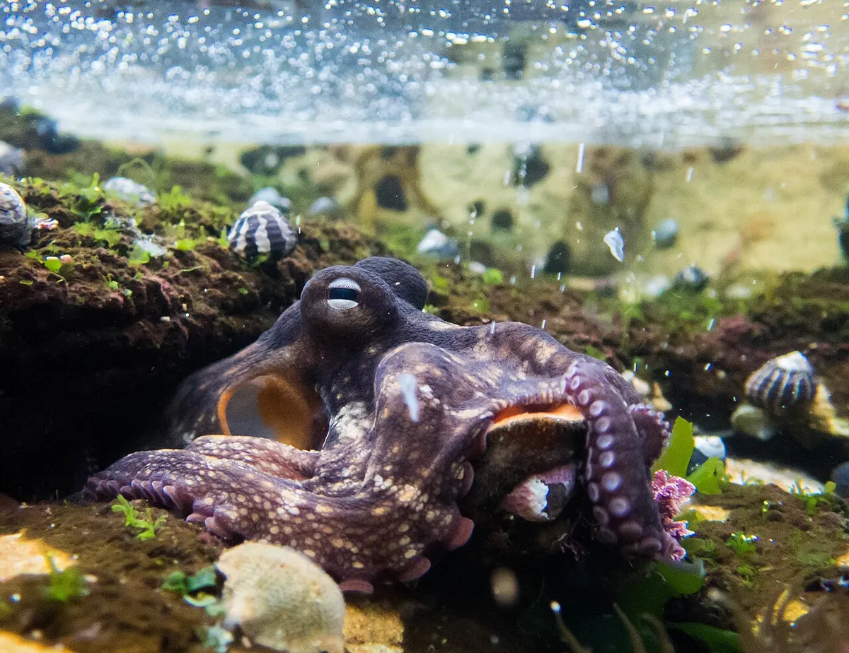 Octopus tetricus