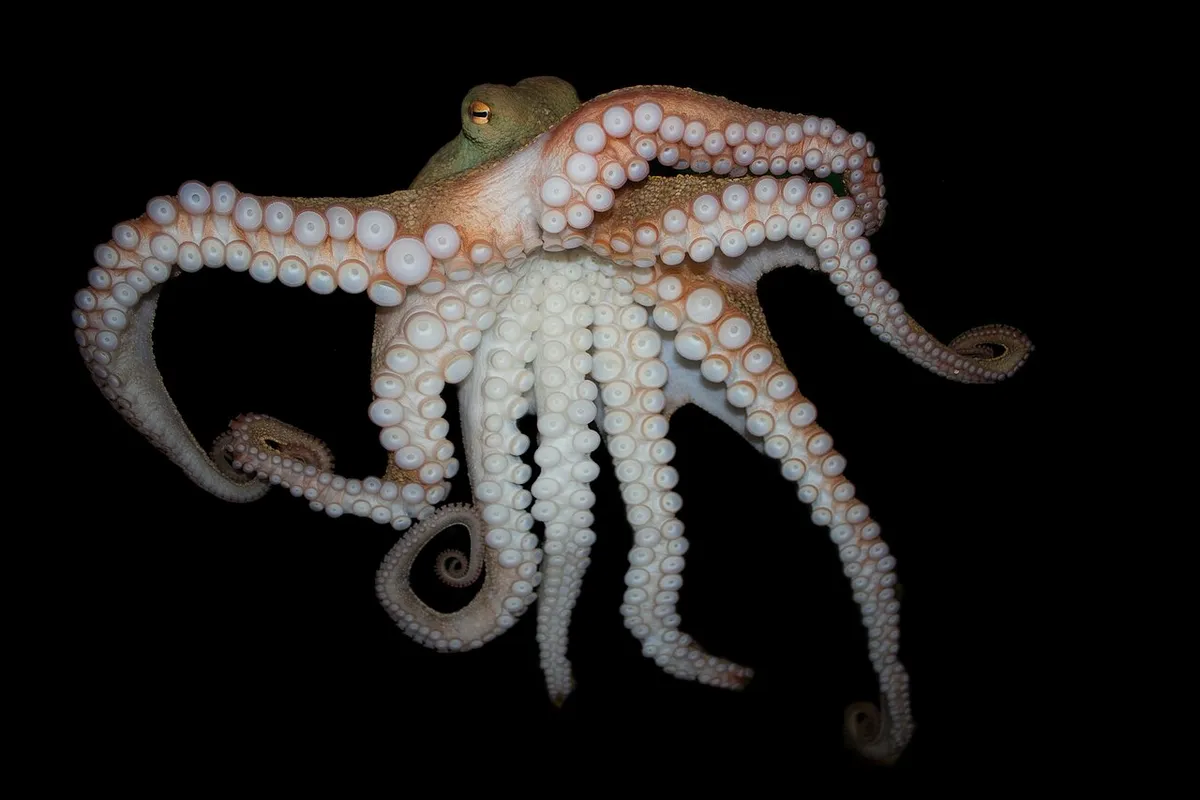 Pinnoctopus cordiformis