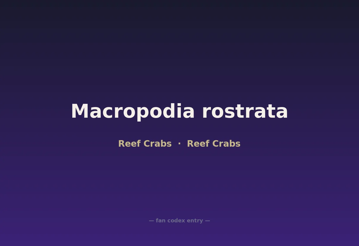 Macropodia rostrata