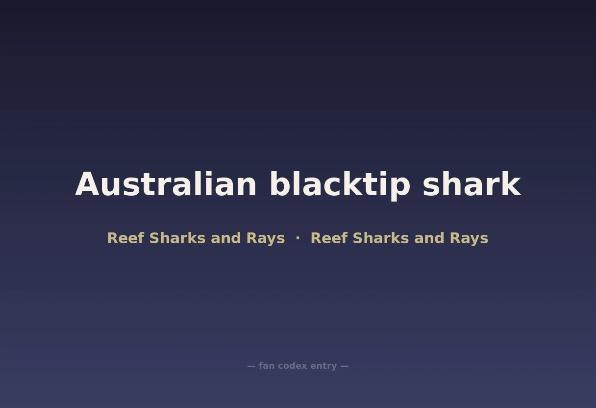 Australian blacktip shark