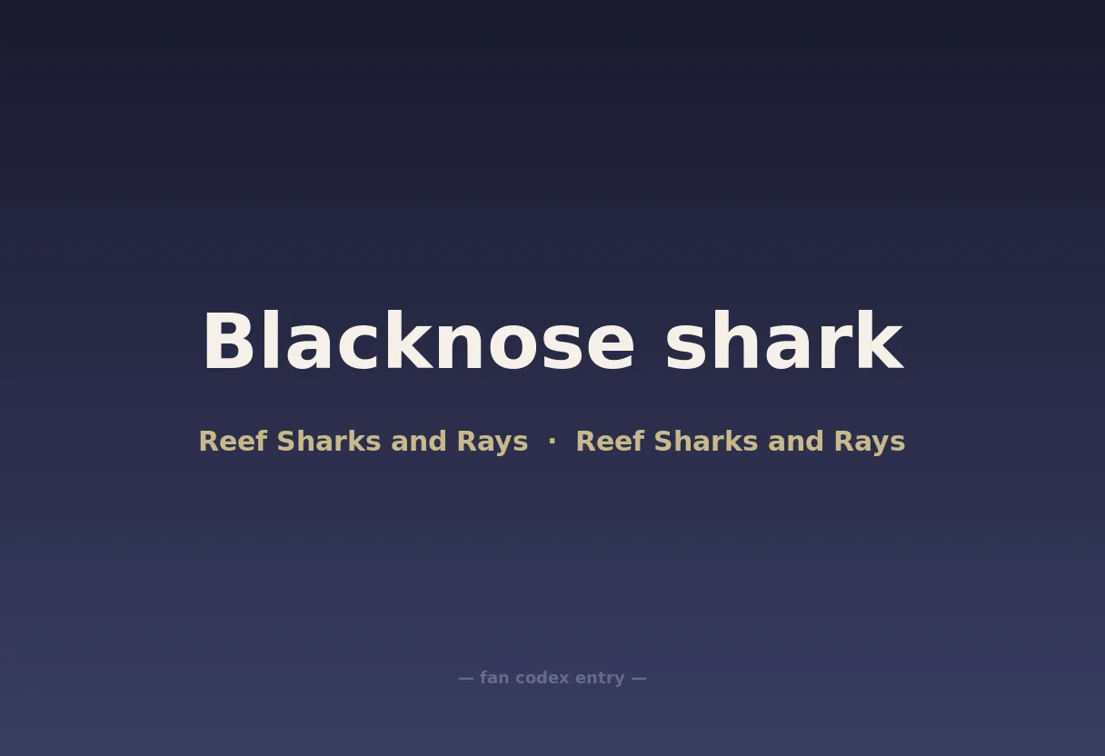 Blacknose shark