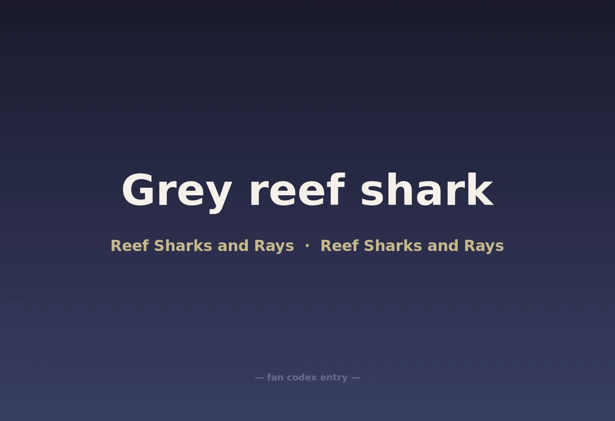 Grey reef shark