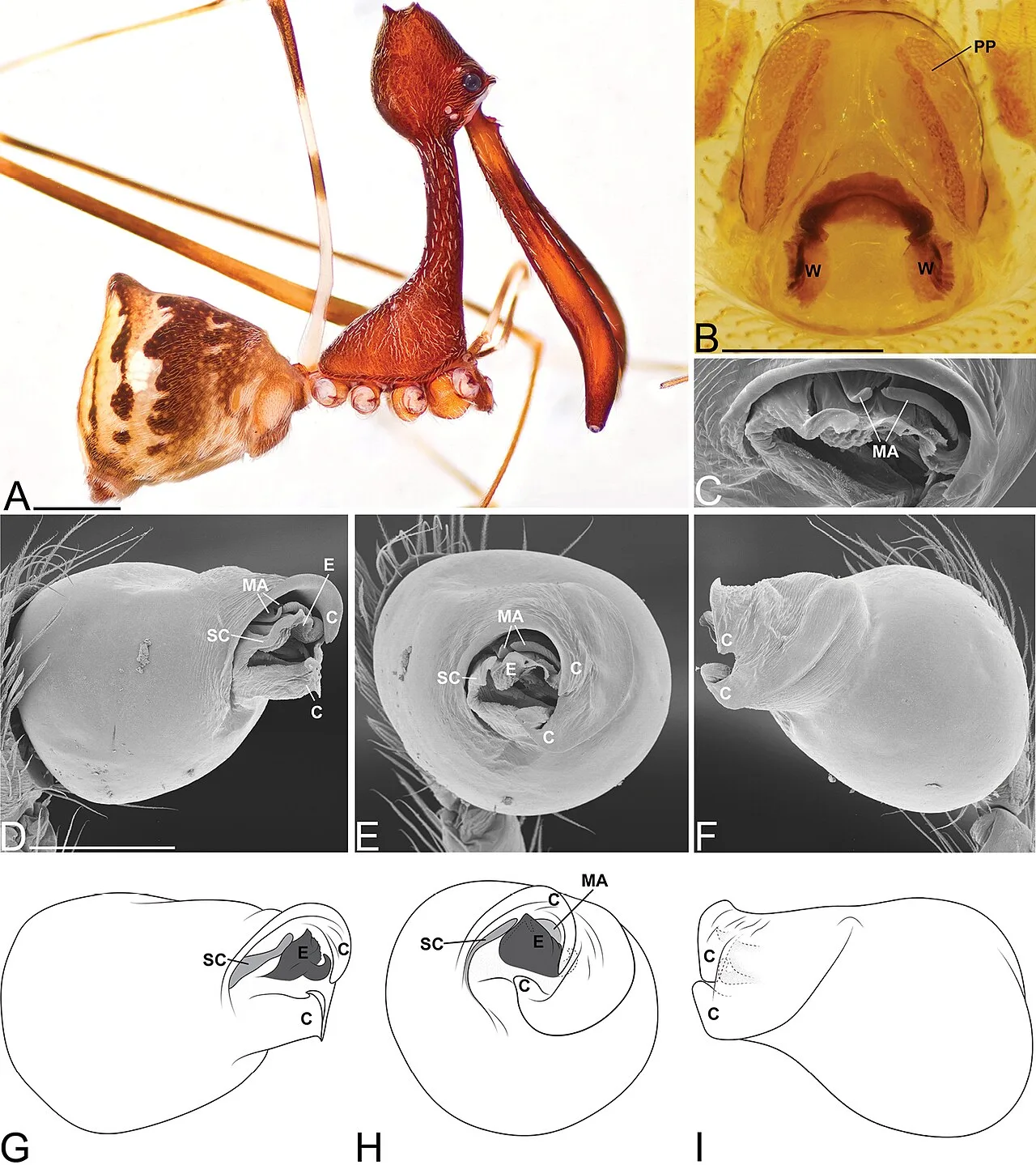 Andrianampoinimerina