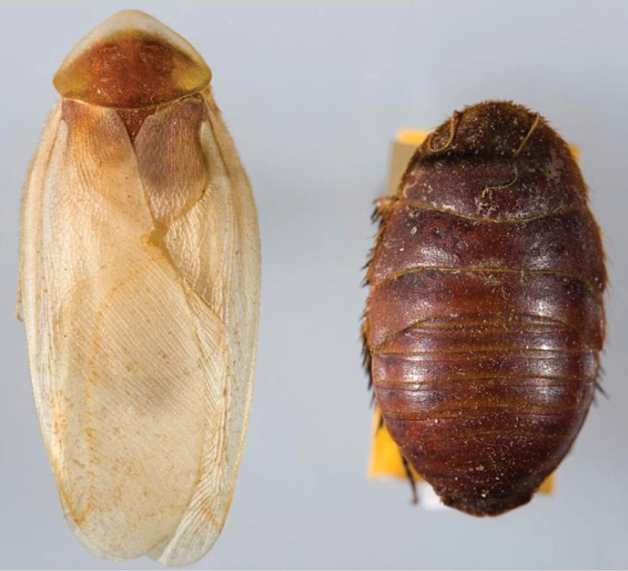 Sexual dimorphism