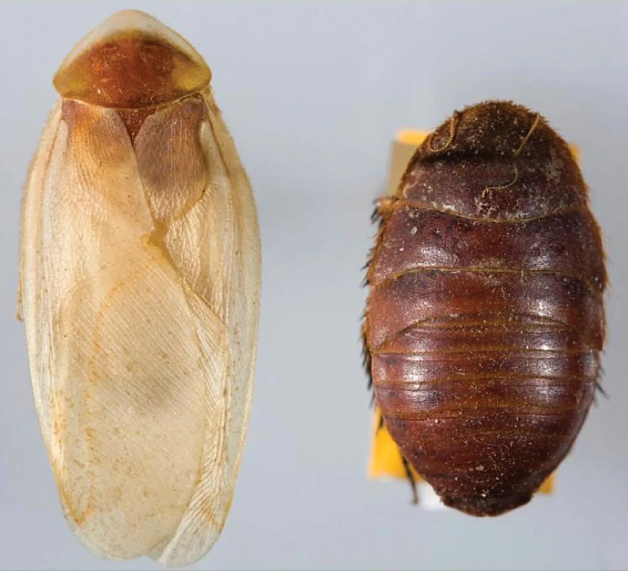 Sexual dimorphism