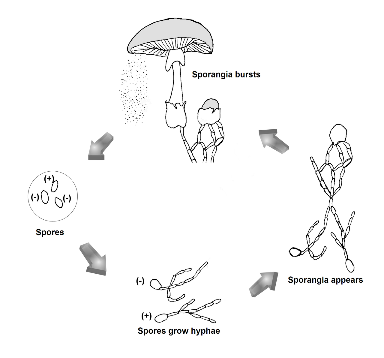 Sexual reproduction