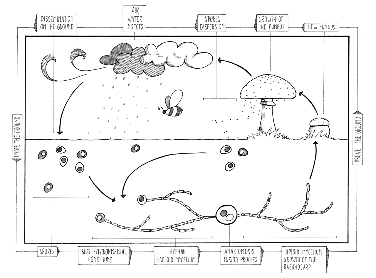 Sexual reproduction
