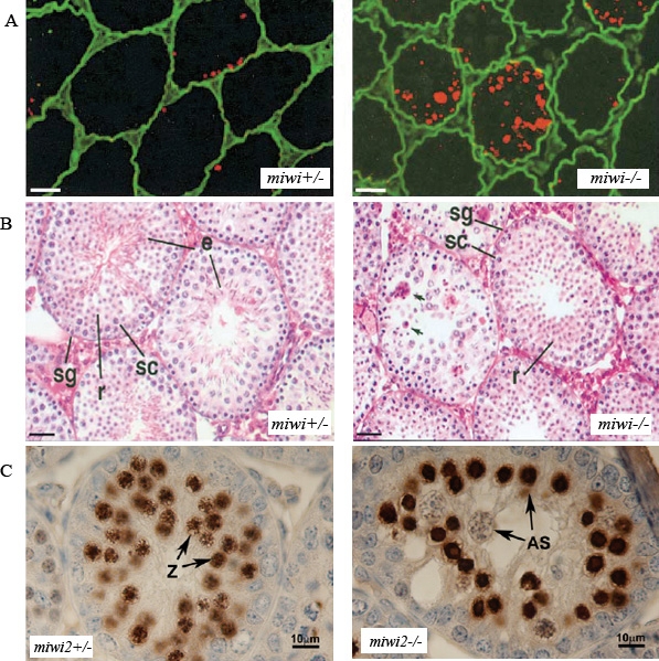 Spermatogenesis