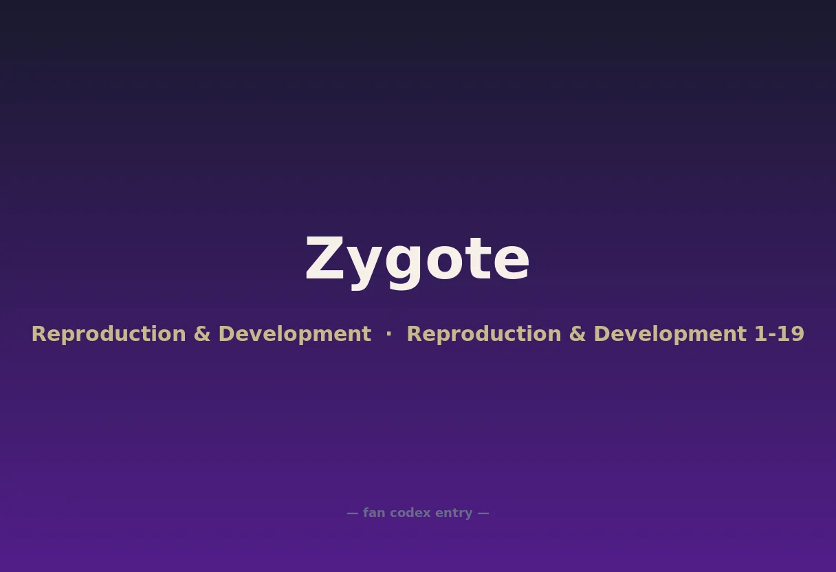 Zygote
