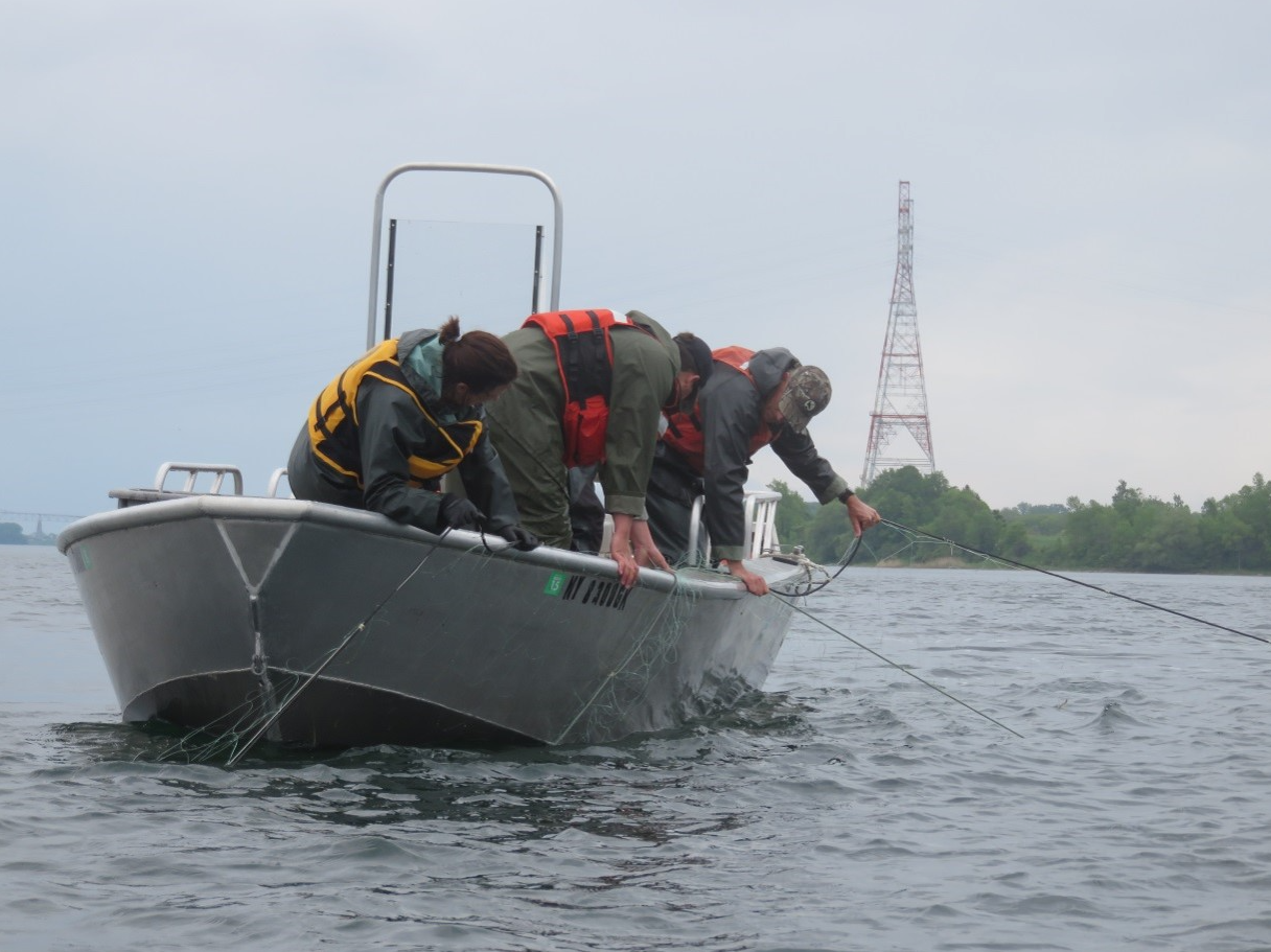 Biologists net St. Lawrence River 25 April 2022
