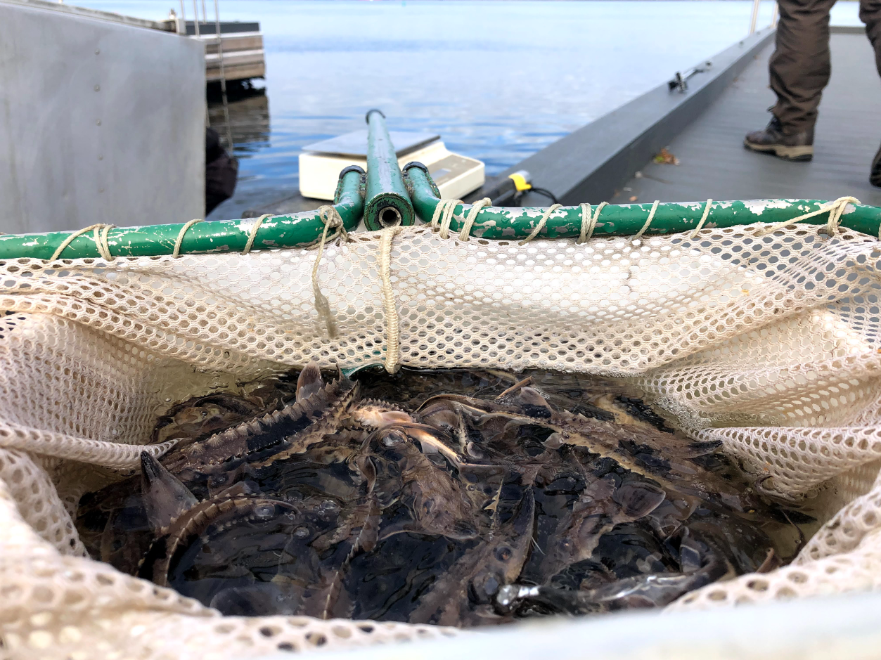 Lake sturgeon fingerlings release St. Lawrence River FEMRF biologists