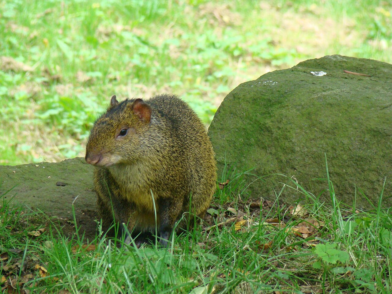 Agouti