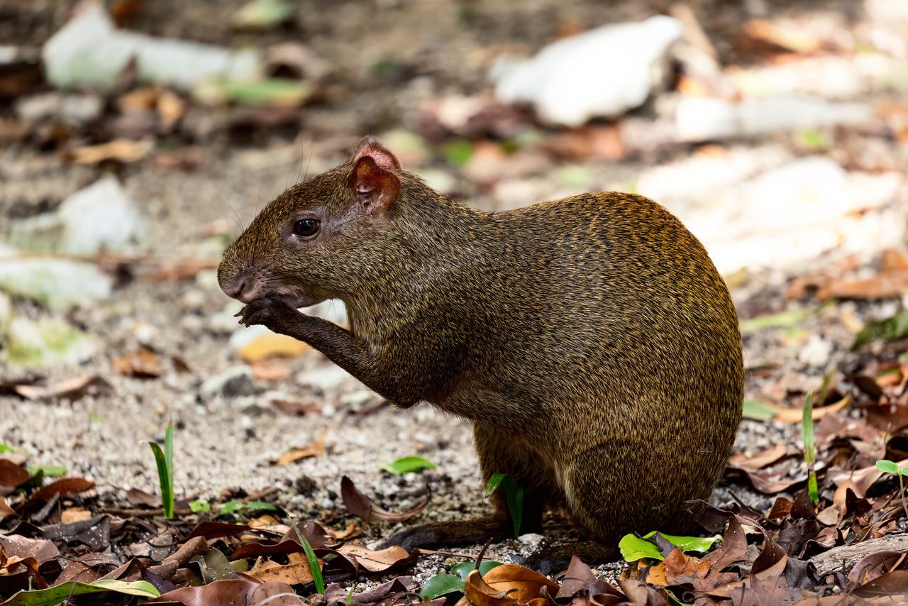 Agouti