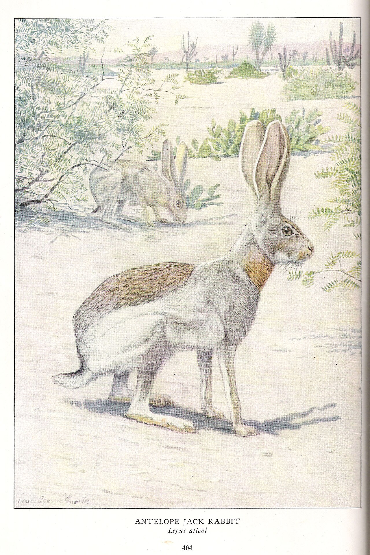 Antelope jackrabbit