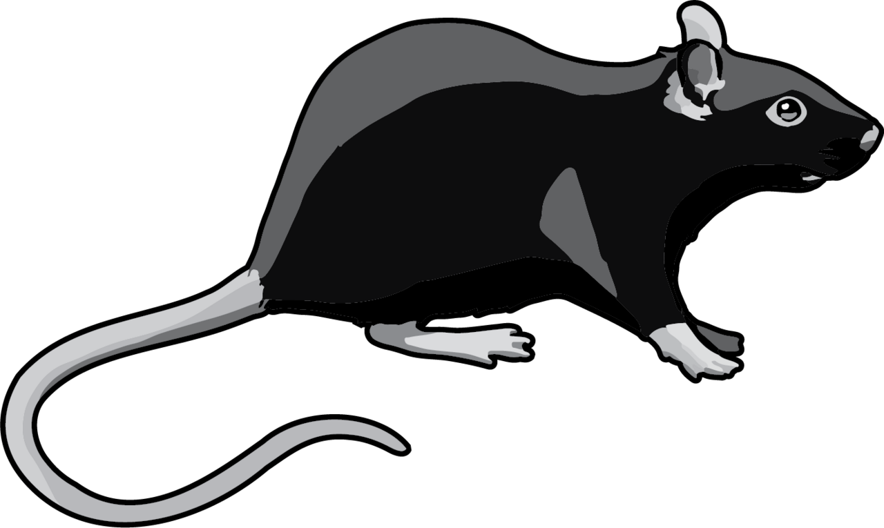 Black rat