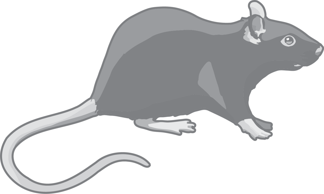 Black rat