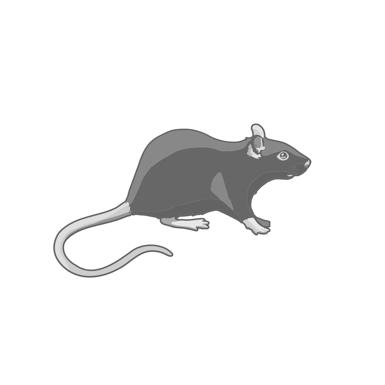 Black rat