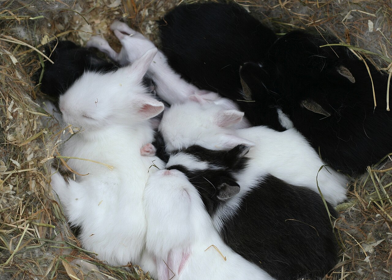Dwarf rabbit