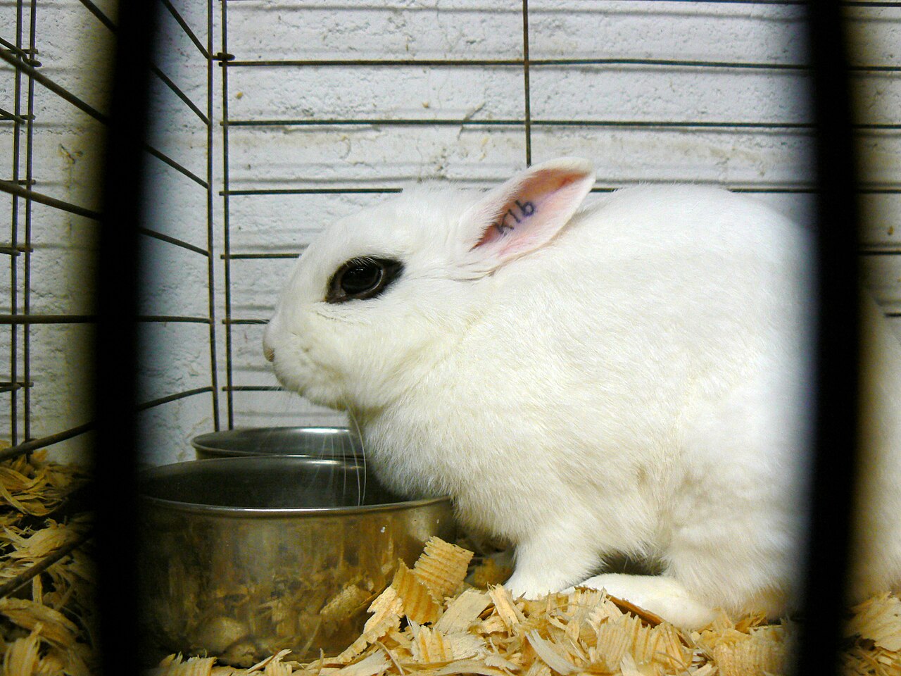 Dwarf rabbit