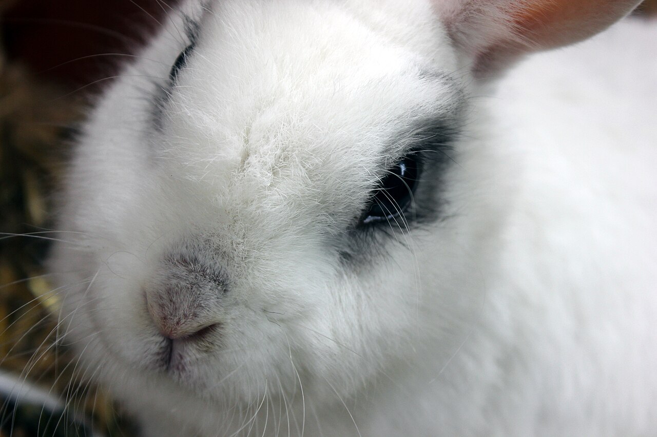 Dwarf rabbit