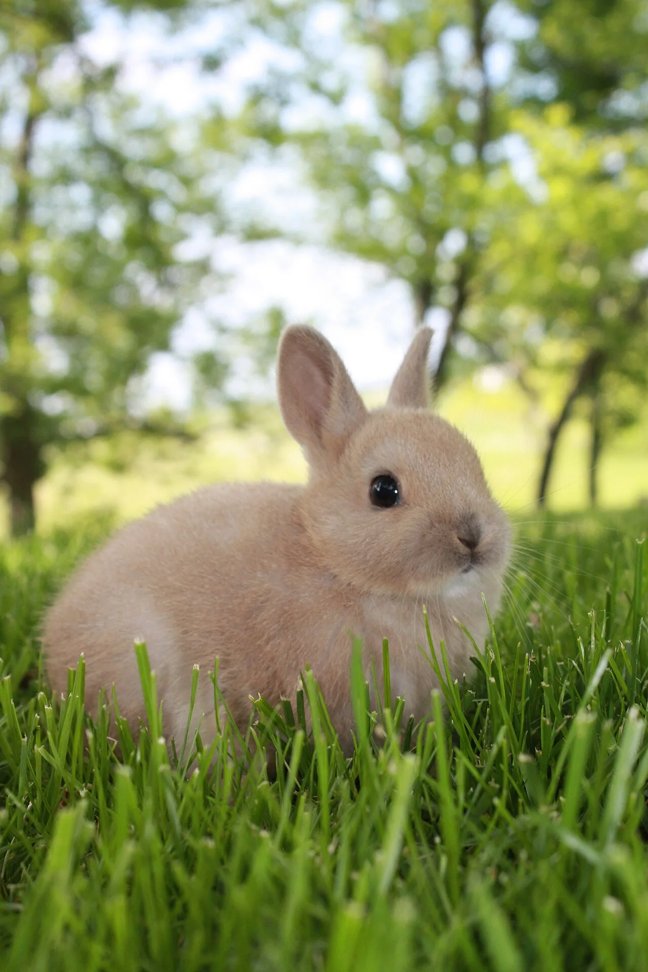 Dwarf rabbit