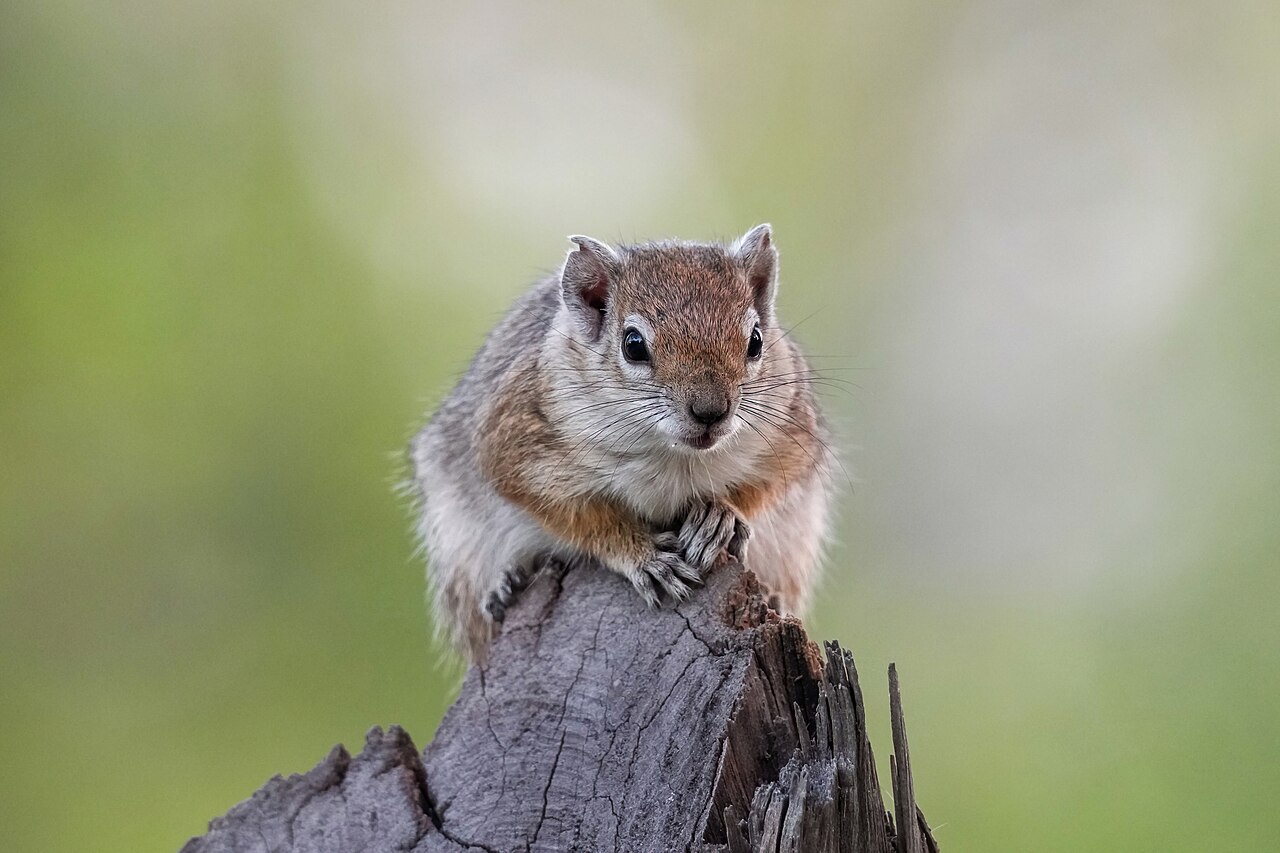 Ground squirrel