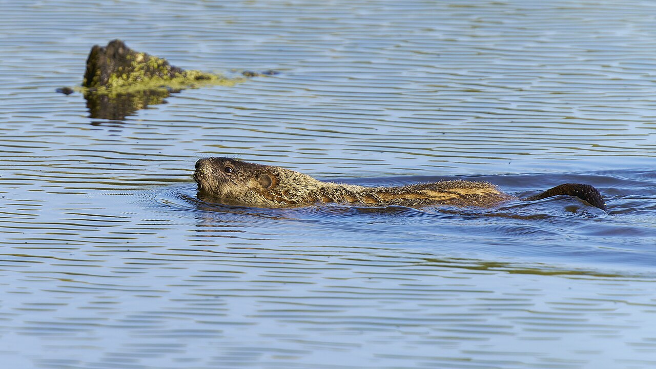 Groundhog
