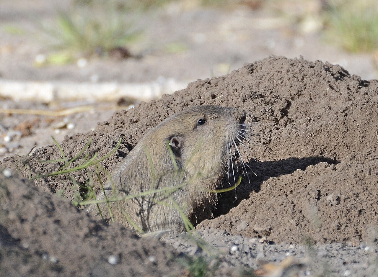 Gopher