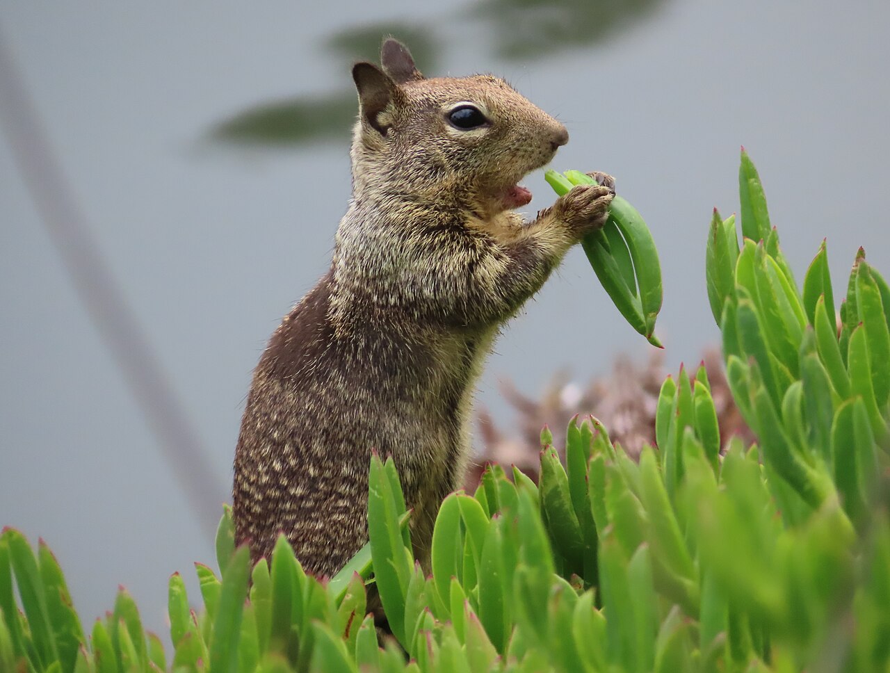 Ground squirrel