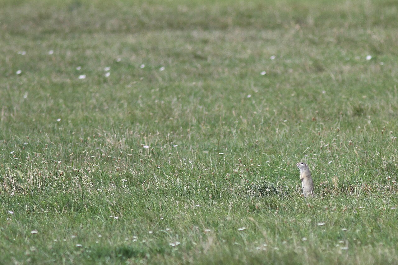 Spermophilus