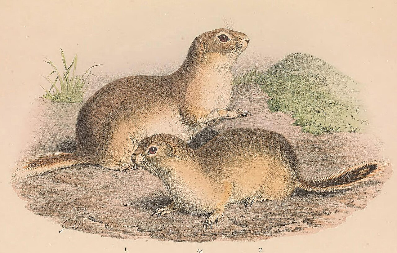 Spermophilus