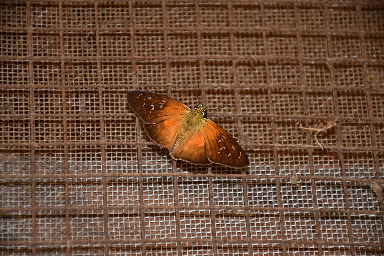 Crinisus