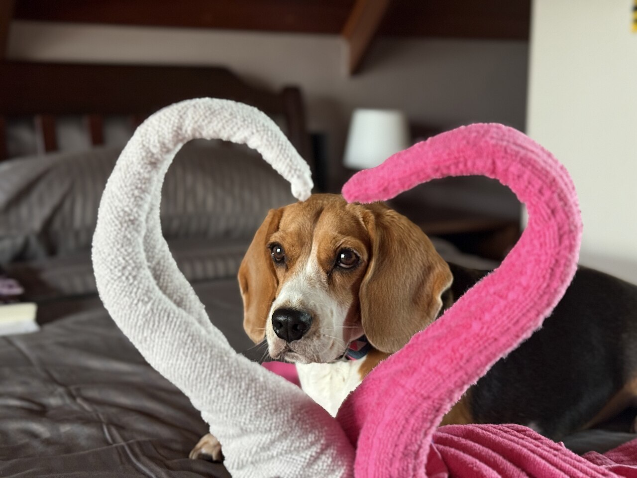 Heart of a Dog