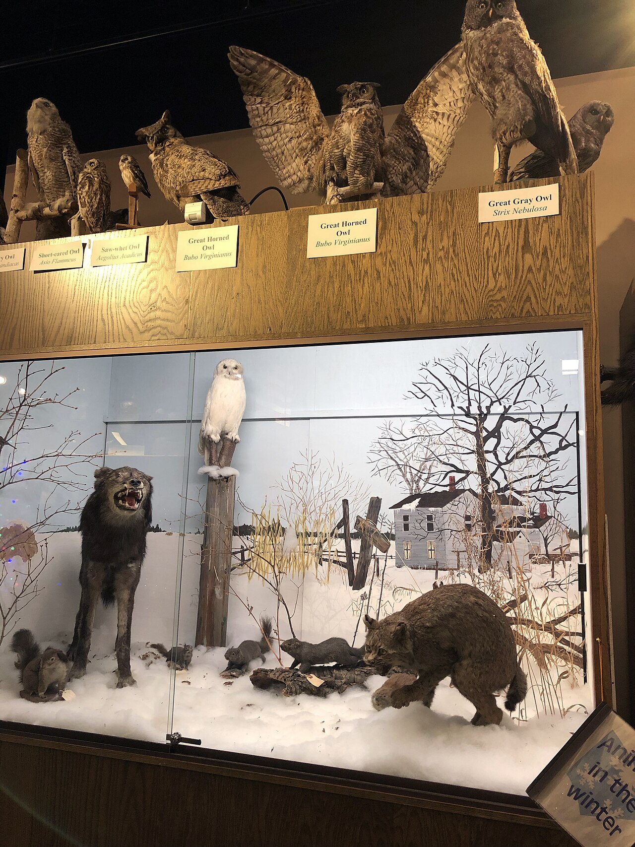 Animals in the Winter diorama-Roseau County Museum and Interpretive Center, Roseau, MN