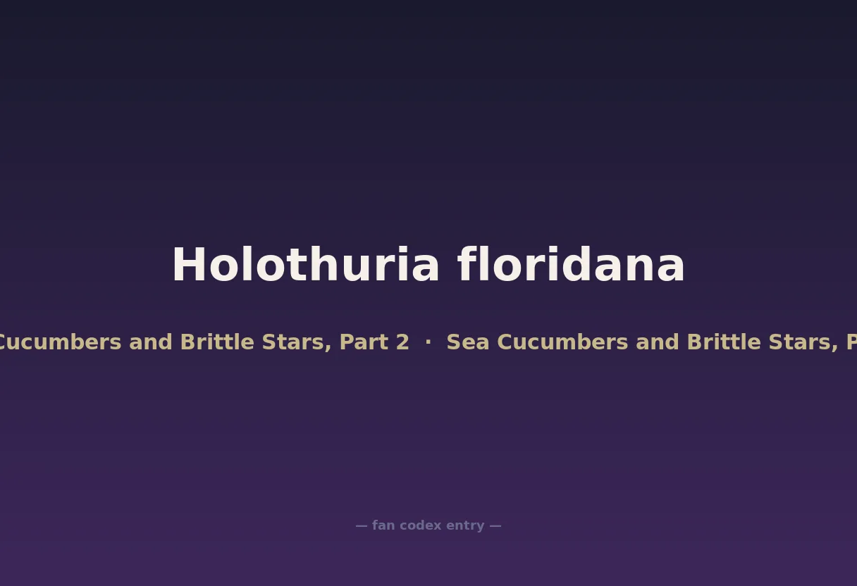 Holothuria floridana
