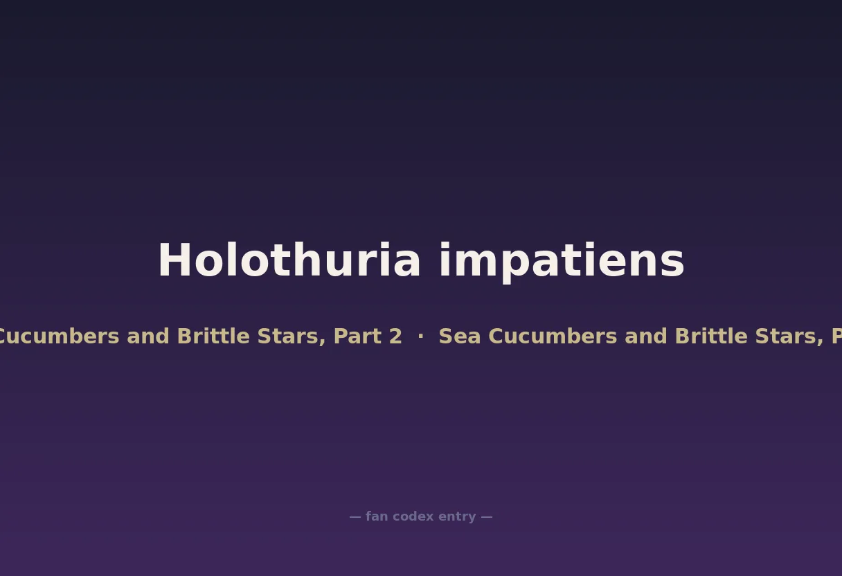 Holothuria impatiens