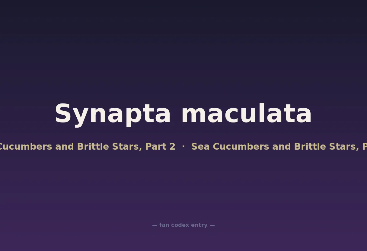 Synapta maculata