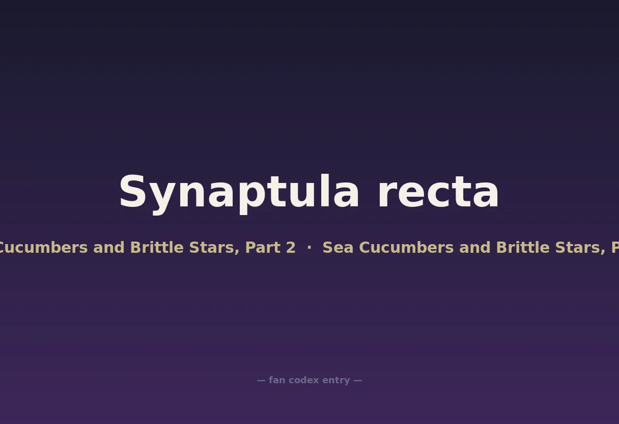 Synaptula recta