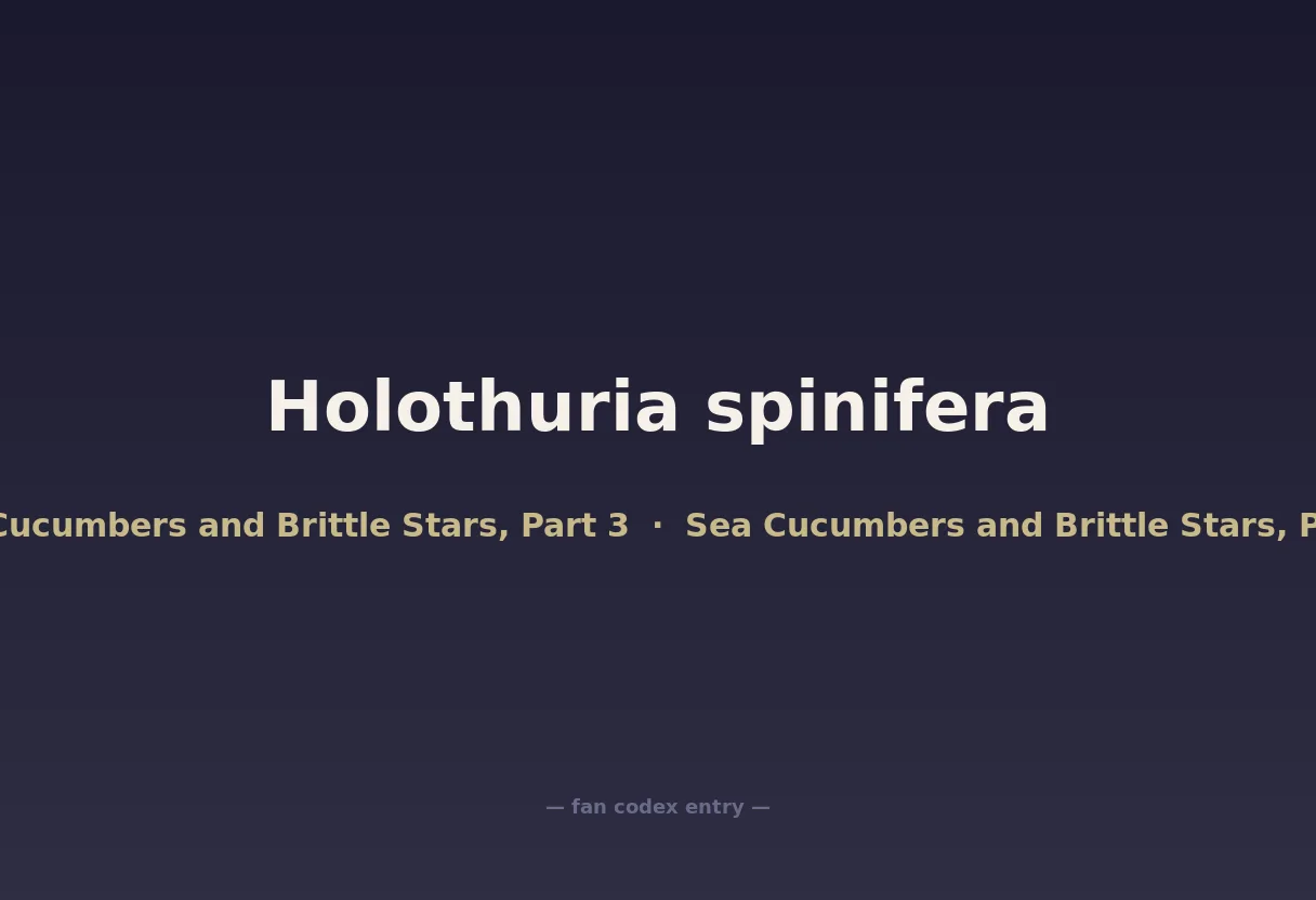 Holothuria spinifera