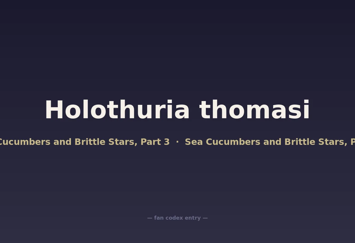 Holothuria thomasi