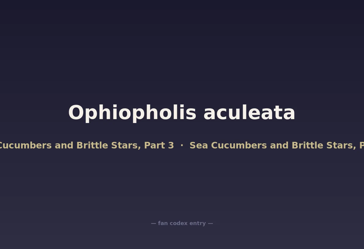 Ophiopholis aculeata