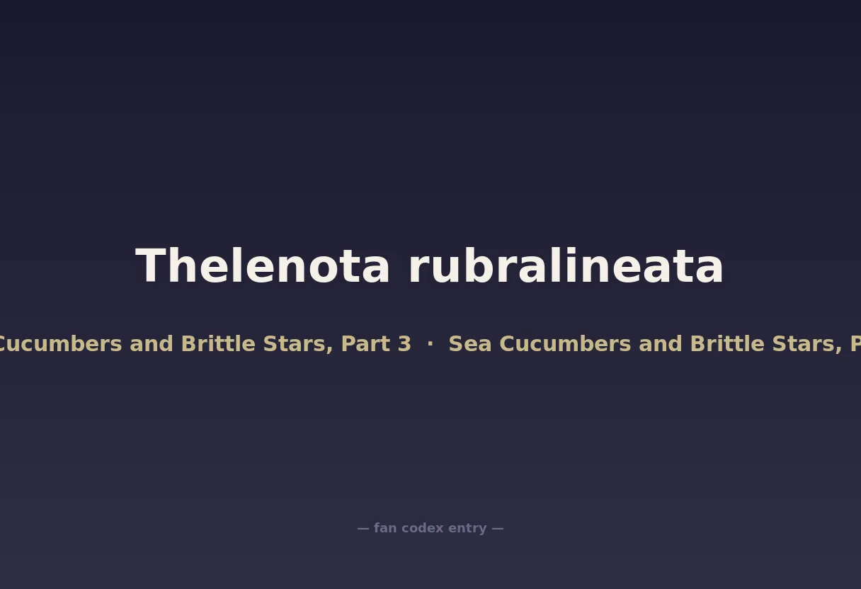 Thelenota rubralineata