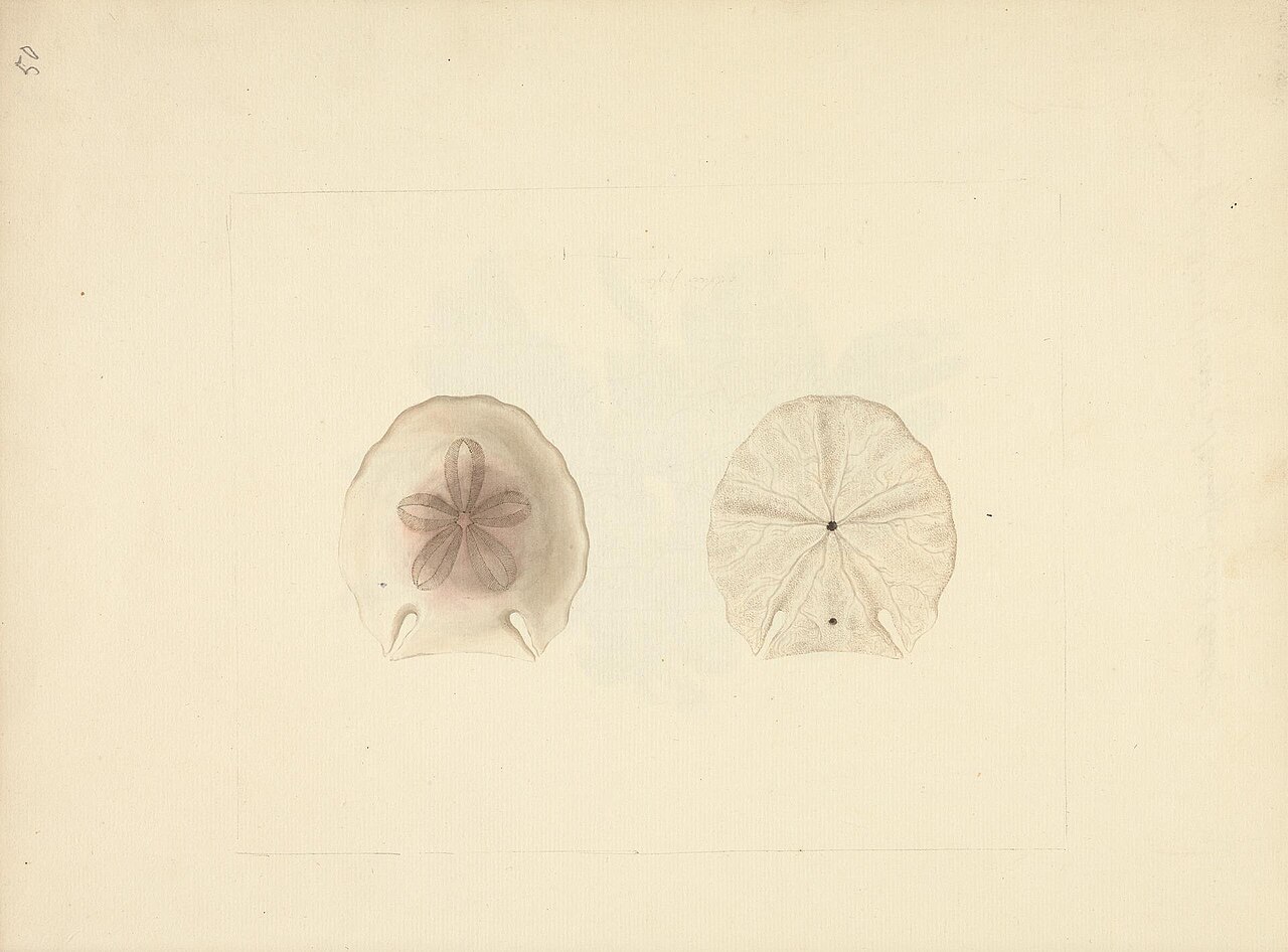 Clypeasteroida