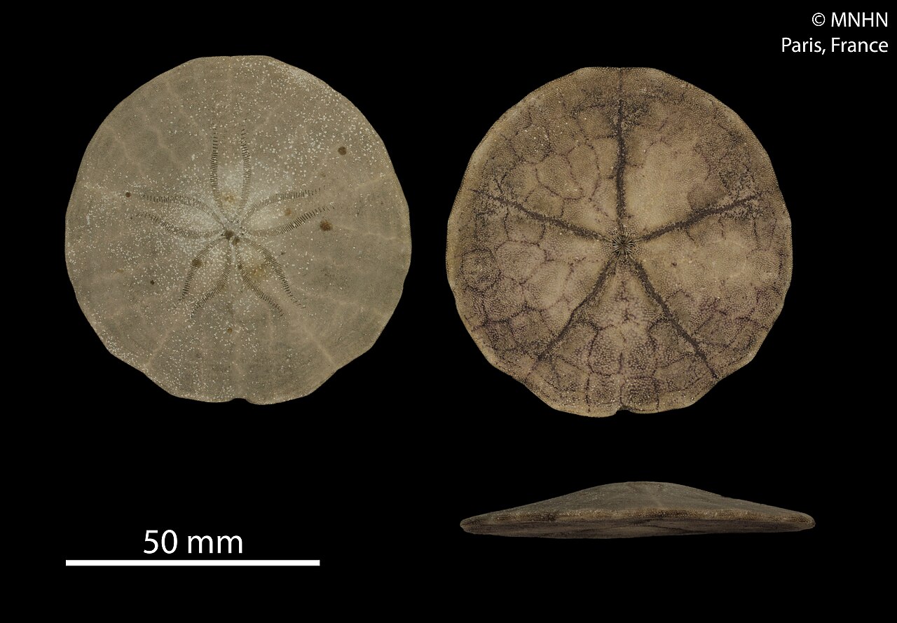 Echinarachnius parma