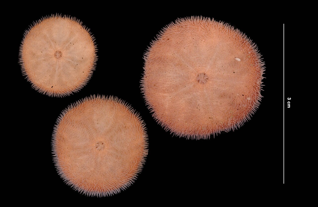 Echinarachnius parma