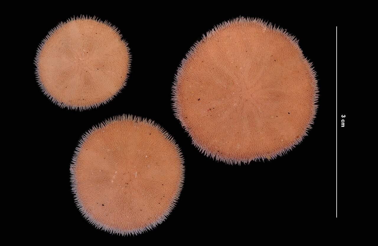 Echinarachnius parma