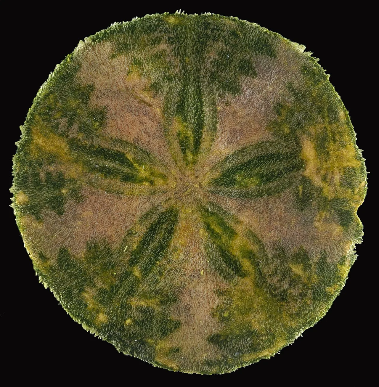 Echinarachnius parma