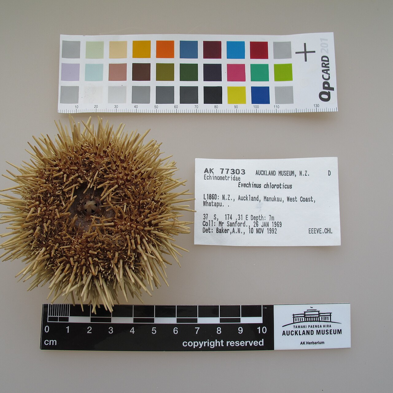 Evechinus chloroticus